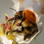 Akkerhommel - Bombus pascuorum