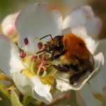 Akkerhommel - Bombus pascuorum