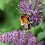 Akkerhommel - Bombus pascuorum