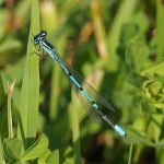 Azuurwaterjuffer -Coenagrion puella