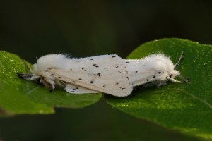 Beervlinder Witte tijger Tienuursvlinder -Spilosoma lubricipeda