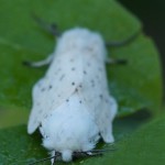 Beervlinder Witte tijger Tienuursvlinder -Spilosoma lubricipeda