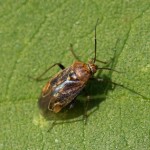 Behaarde Schaduwwants -Lygus rugulipennis