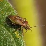 Behaarde Schaduwwants -Lygus rugulipennis