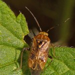 Behaarde Behaarde Schaduwwants-Lygus rugulipennis