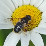 Bijvlieg - Puntbijvlieg - Eristalis nemorum