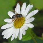 Bijvlieg - Puntbijvlieg - Eristalis nemorum