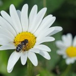 Bijvlieg - Puntbijvlieg - Eristalis nemorum