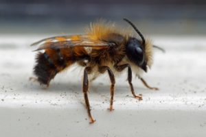 Rosse Metselbij - Osmia bicornis