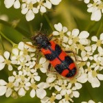 Bijenkever -Trichodes apiarius