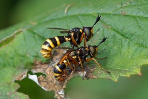 Blaaskopvlieg - Zilveren Blaaskop - Conops quadrifasciatus