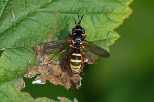 Blaaskopvlieg - Zilveren Blaaskop - Conops quadrifasciatus