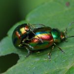 Hennepnetelgoudhaantjes - Chrysolina fastuosa