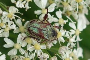 Bladsprietkever - Hoplia farinosa