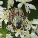 Bladsprietkever - Hoplia farinosa