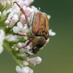 Bladsprietkever - Hoplia farinosa