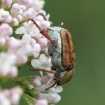 Bladsprietkever - Hoplia farinosa