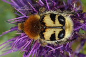 Bladsprietkever - Penseelkever - Trichius fasciatus