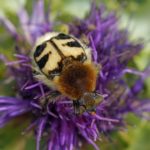 Bladsprietkever - Penseelkever - Trichius fasciatus