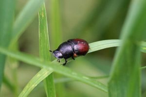 Bladsprietkever - Zwarte Veldmestkever -Aphodius fossor