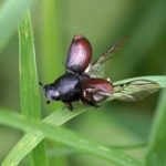 Bladsprietkever - Zwarte Veldmestkever -Aphodius fossor