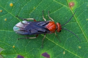 Bladwesp - Hemichroa australis