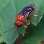 Bladwesp - Hemichroa australis