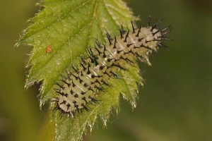 Bladwesplarve - Periclista pubescens