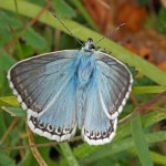 Bleek Blauwtje Polyommatus coridon