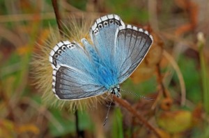 Bleek Blauwtje Polyommatus coridon