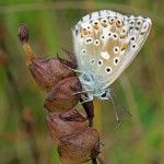 Bleek Blauwtje Polyommatus coridon