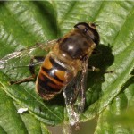 Blinde Bij - Eristalis tenax