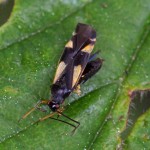 Gele Viervlekwants - Dryophilocoris flavoquadrimaculatus