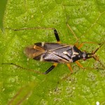 Blindwants - Harpocera thoracica