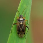 Blindwants - Harpocera thoracica