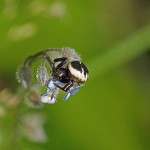 Blinkende Krabspin -Synaema globosum