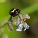 Blinkende Krabspin -Synaema globosum