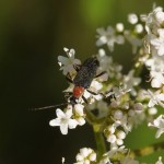 Schijnboktorren - Oedemera croceicollis