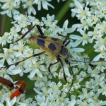 Korte Smalboktor Pachytodes cerambyciformis