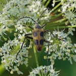 Korte Smalboktor Pachytodes cerambyciformis