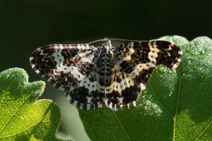 Bonte Bandspanner -Epirrhoe tristata