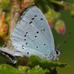 Boomblauwtje Celastrina argiolus