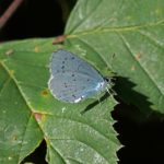 Boomblauwtje - Celastrina argiolus