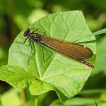 Bosbeekjuffer vrouw -Calopteryx virgo