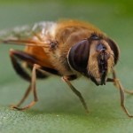 Blinde Bij - Eristalis tenax