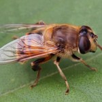 Blinde Bij - Eristalis tenax