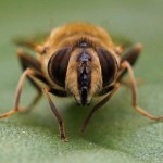 Blinde Bij - Eristalis tenax