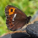 Boserebia -Erebia ligea