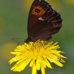 Boserebia -Erebia ligea