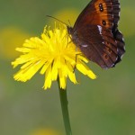 Boserebia -Erebia ligea